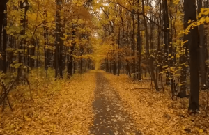 Focus Music for Work and Studying – 4 Hours of Ambient Study Music to Concentrate