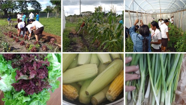 Orange Walk Technical High School harvests vegetables planted on World Food Day on October 20