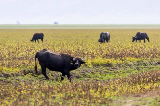 What do buffalo have in common with politicians?