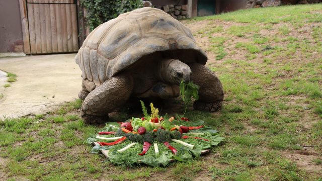 The Week's contest: Tortoise birthday