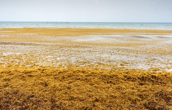 New initiative to deal with Sargassum in the Caribbean