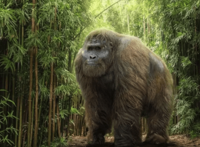 Biggest primate ever died off due to ‘huge mistake’