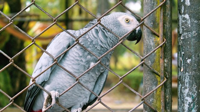 Zoo moves parrots that swore at guests