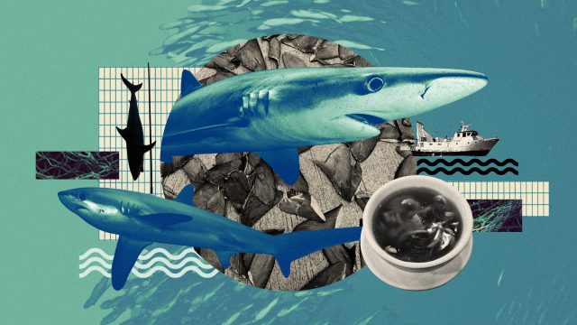 Shark populations are continuing to decline despite bans on finning