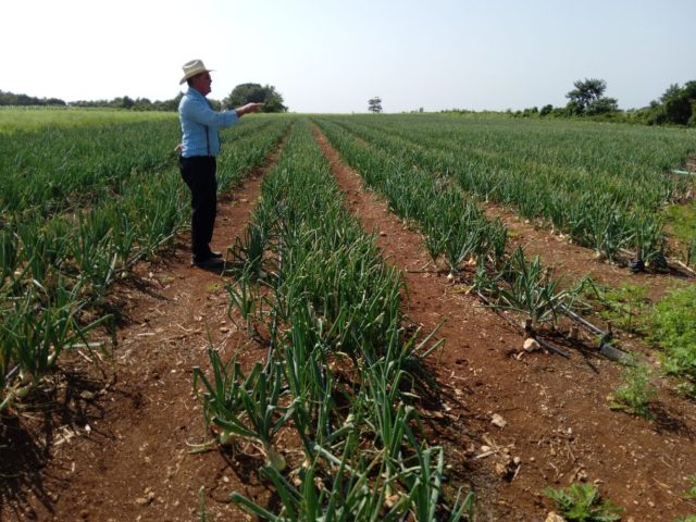 Belize Marketing & Development Corporation, Ministry of Agriculture conduct Corozal onion field visits as market shifts from imported to locally produced onions