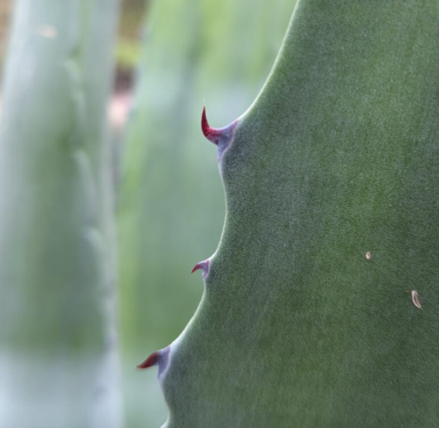 SIX PLANTS FROM THE FRANK WALTER GREENHOUSE