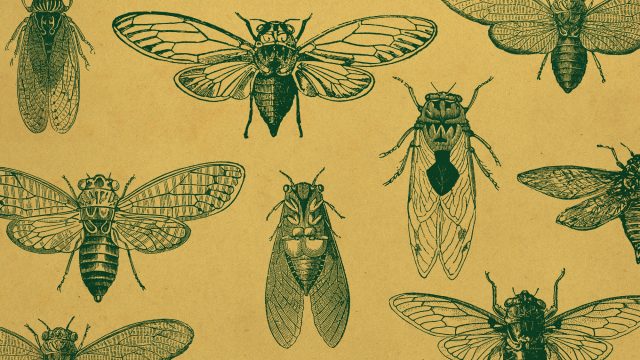 Cicadas are back with a vengeance