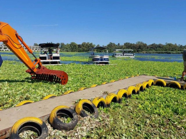 Sewage crisis means Vaal water lettuce is here to stay