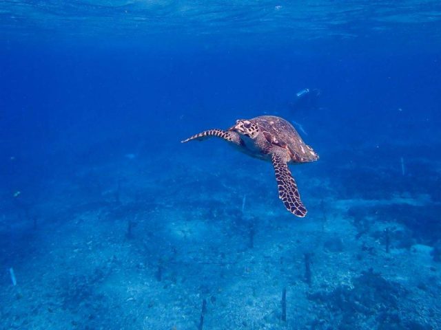 The world’s migratory species are vanishing from land, skies and seas