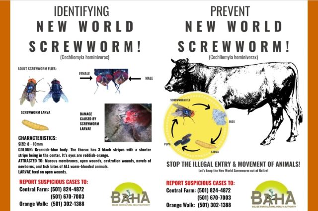 In prevention measures against New World screwworm, Belize Agricultural Health Authority (BAHA) advises farmers, animals owners to monitor animals, reports suspected cases