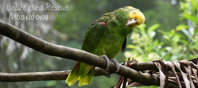 Belize Bird Rescue seeks to hire project manager, field technicians for Yellow-headed Amazon Parrot project