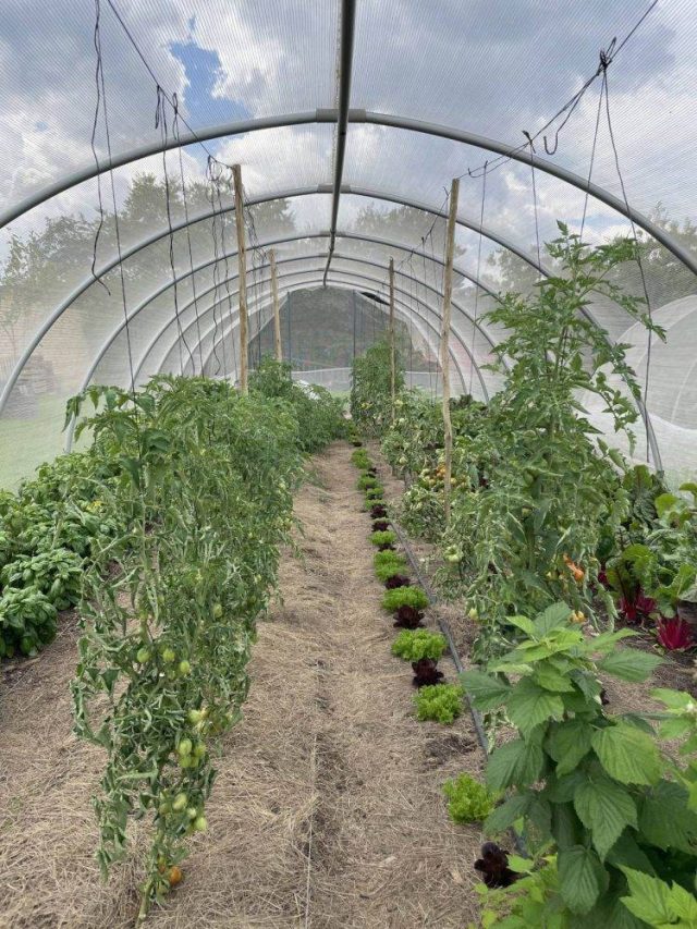 Urban farms in Joburg are a jolly good idea