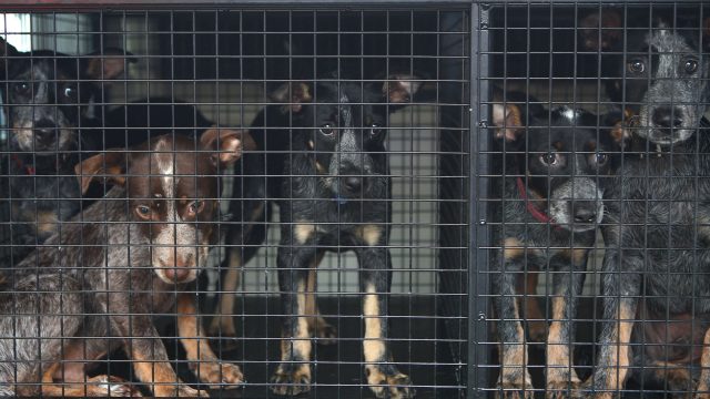 Is animal cruelty getting worse?