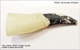 3/16/2024: News: Halloween toy among plastic items swallowed by sea turtles