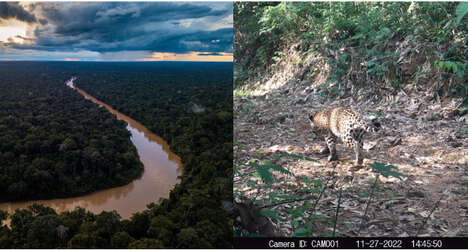 Jaguar-Supporting Skincare - LUSH's Brazil Nut Oil Helps Jaguars Thrive In The Wild (TrendHunter.com)