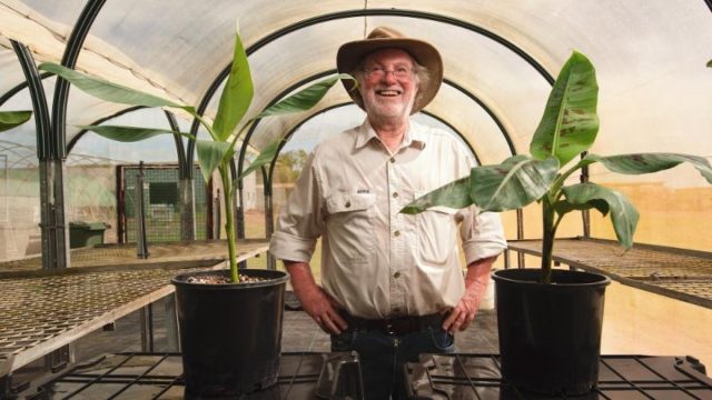 Australia grants licence to release genetically modified bananas for human consumption while Belize prepares for the eventuality of Fusarium Wilt (TR4)