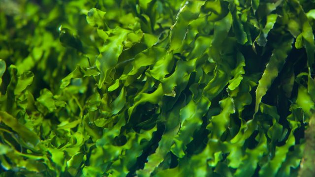 Green helping green: Seaweed mining just might unearth a new mineral supply