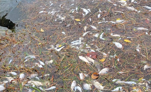 Fish kill reported in Biscayne Bay