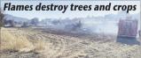 6/8/2024: News: Flames destroy trees and crops
