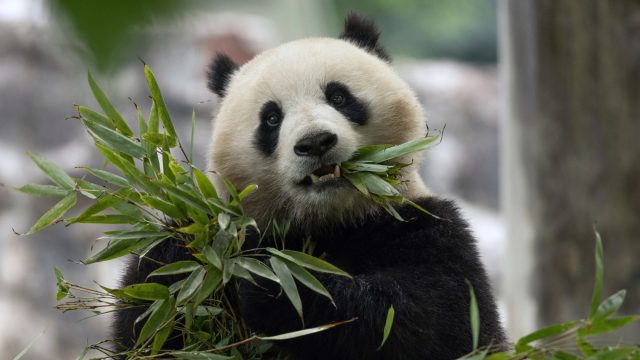 What does the return of panda diplomacy mean for the US and China?