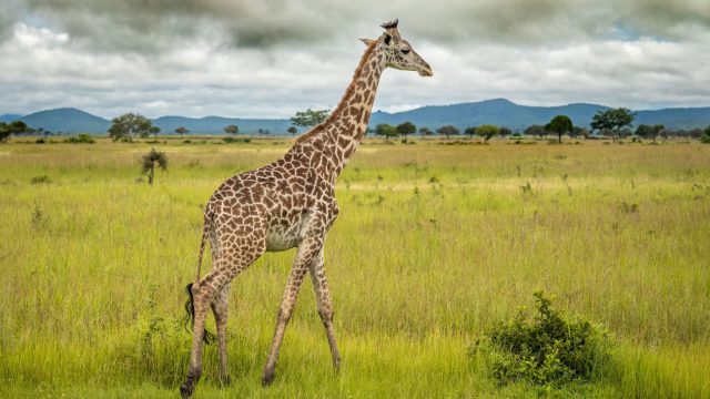 The difficult job of defining a species