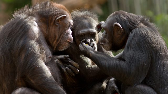The Week contest: Chimp chat