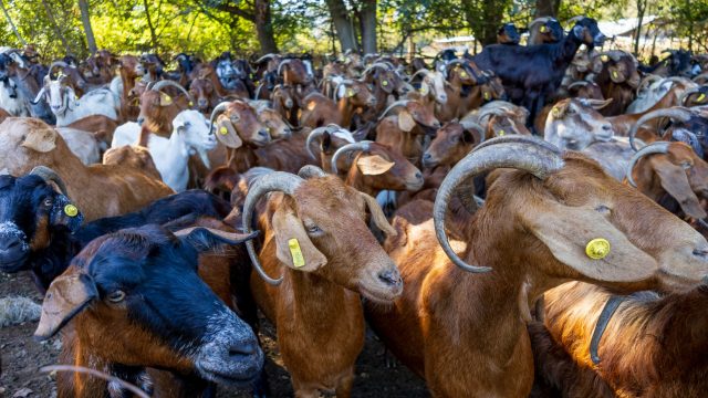 Greece's deadly 'goat plague' threatens its trademark feta cheese