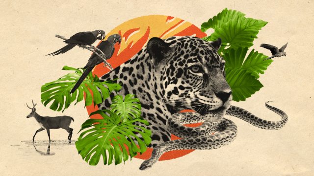 The world's largest tropical wetland is on fire, and under threat from waterway