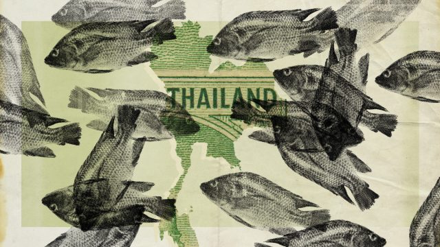Thailand's war on blackchin tilapia