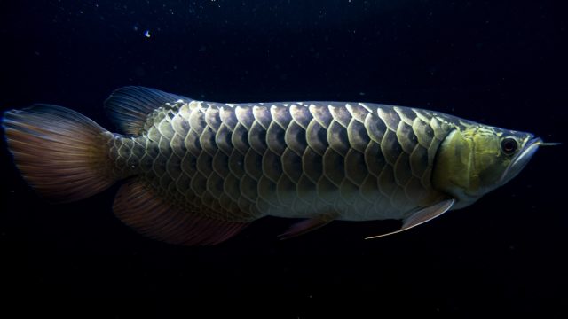 Newly discovered animal species in the last year