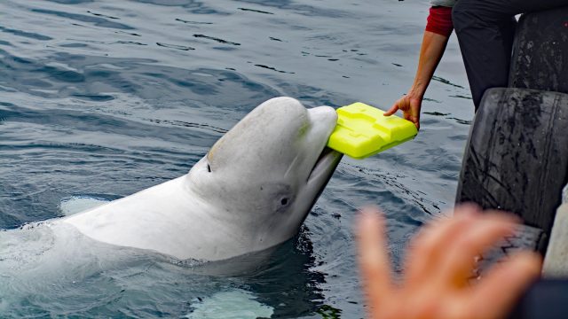 The Week Unwrapped: Who shot Hvaldimir the 'spy whale'?