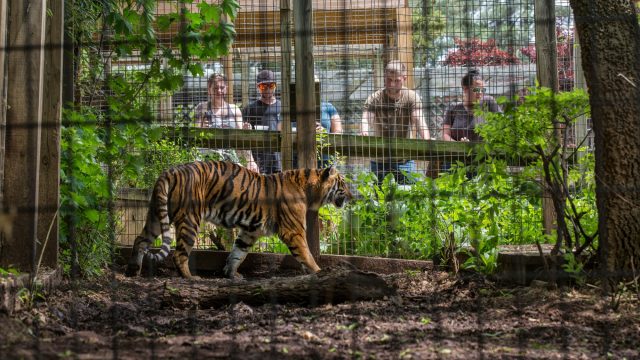 A new investigation has put the spotlight on roadside zoos