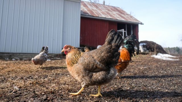 'Without mandatory testing, bird flu will continue circulating at farms across the country'
