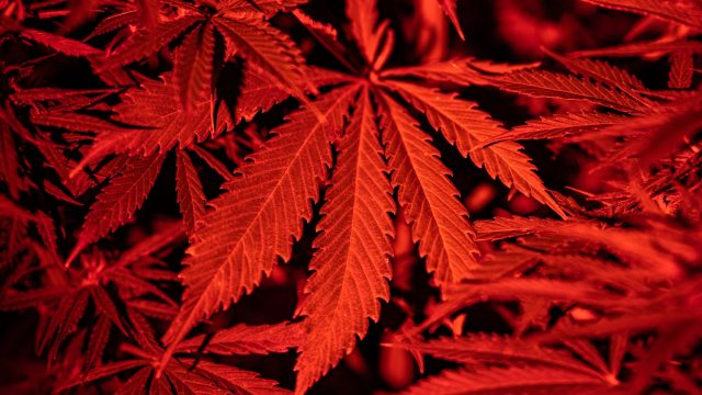 Cannabinoid hyperemesis syndrome: a rare but troubling health risk for cannabis users