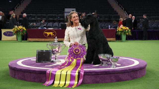 Giant schnauzer wins top prize at Westminster show