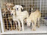 2/1/2025: News: PAW-SITIVE OUTCOME