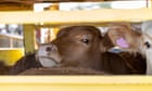 Australian meat could be next on the menu for Trump’s ‘bonkers’ tariffs