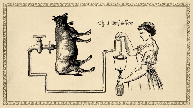 Why did Americans stop using beef tallow and why is it back?