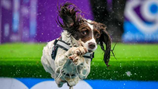 Dog-friendly days out in the UK