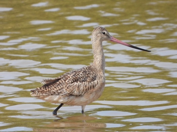 New Bird Species on Bonaire (2021-2024)