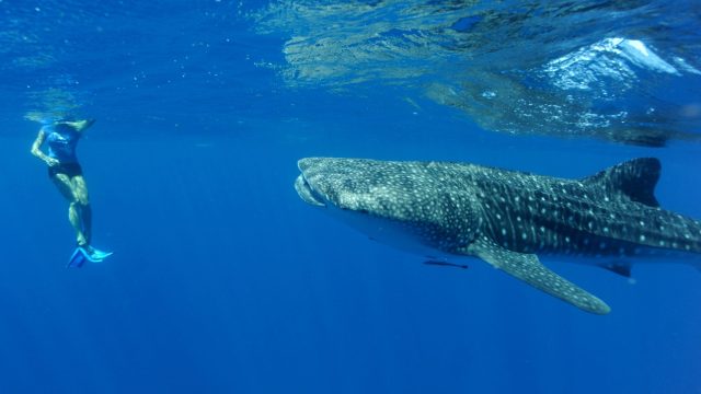Ningaloo: Australia's other great reef