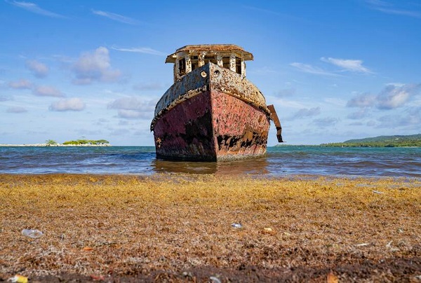 Mexico unveils plan to tackle Caribbean seaweed invasion at popular beaches