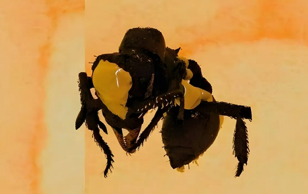 Dirt ants were once masters of disguise in the Caribbean