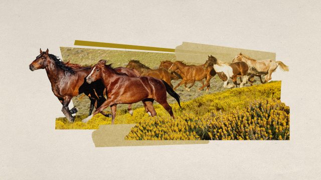 How wild horses are preventing wildfires in Spain