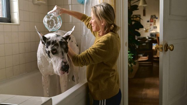The Friend: a 'graceful' but flawed dog movie