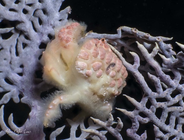 Rare Coral-Eating Behavior Caught on Camera in Bonaire