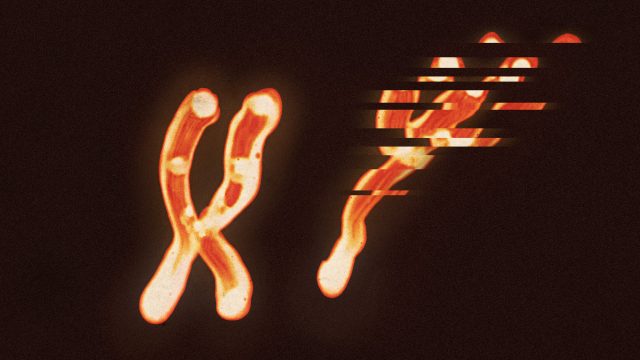 The Y chromosome degrades over time and men's health is paying for it