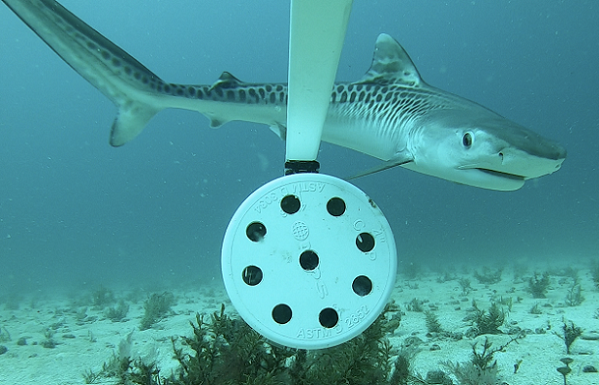 New Research Uncovers Potential Multi-Species Shark Nursery Area in Sint Maarten Waters