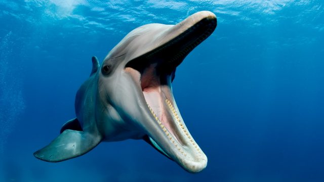 Seven wild discoveries about animals in 2025