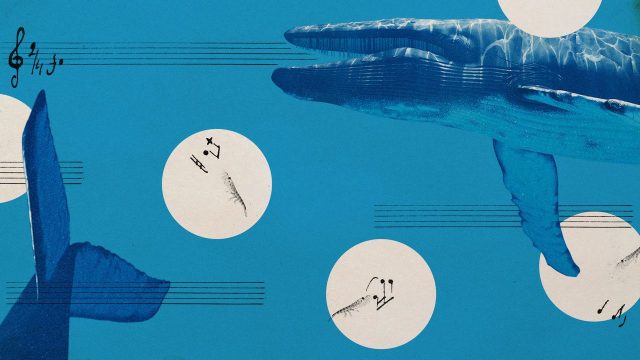 Blue whales have gone silent and it's posing troubling questions